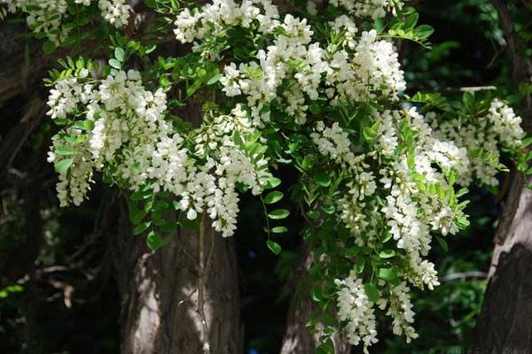 洋槐花怎么保存 洋槐花產地在哪里