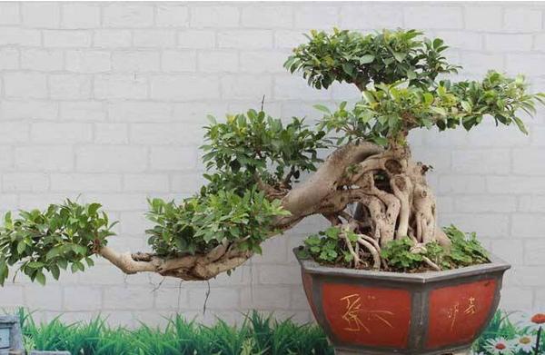 榕樹盆景市場價(jià)格多少錢一盆 榕樹盆景怎么養(yǎng)殖