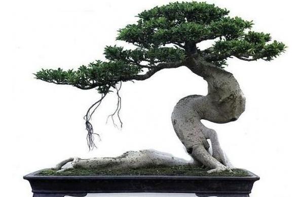 榕樹像什么 描寫榕樹的詩句有哪些