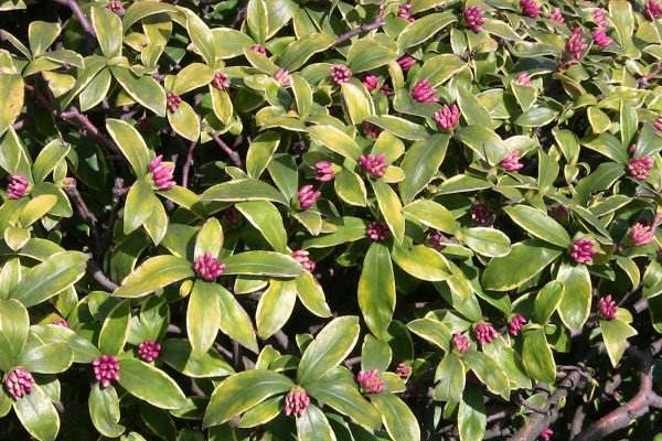 金邊瑞香有毒嗎 金邊瑞香能放在室內(nèi)臥室嗎