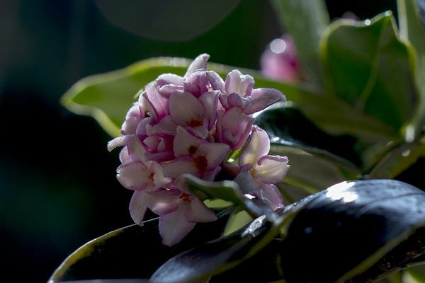 金邊瑞香一年開幾次花 金邊瑞香什么時候開花（幾月）