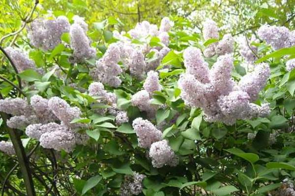 丁香花圖片大全 丁香花花語及寓意 丁香花有哪些品種
