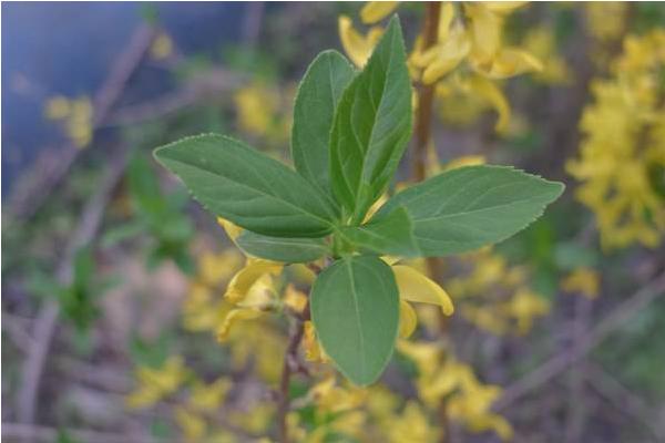 連翹葉的功效與作用 連翹葉藥用價值