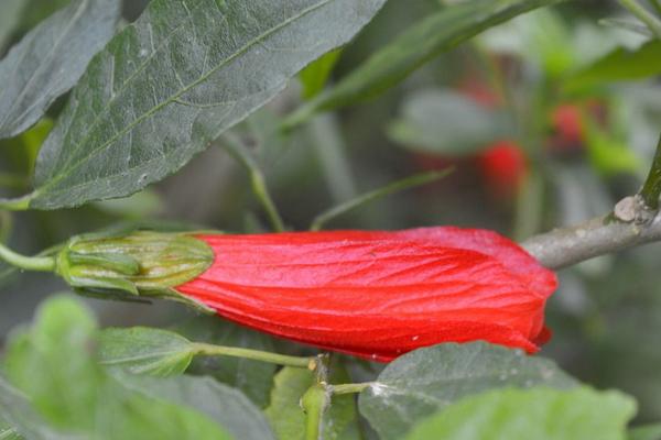 懸鈴花有毒嗎 懸鈴花能放在室內(nèi)臥室嗎