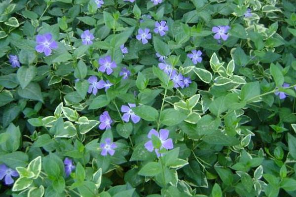 長春蔓和長春花的區別是什么 長春蔓四季養護法