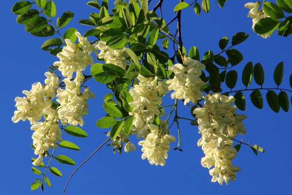 槐花包子餡怎么做 槐花包子怎么做好吃