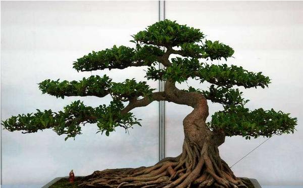 羅漢松葉子發黃怎么辦 羅漢松掉葉子的解決方法