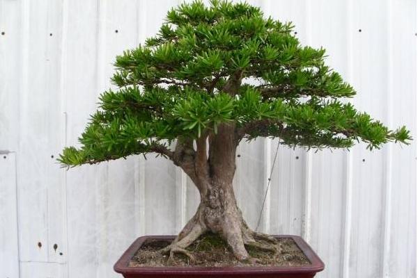 羅漢松怎么繁殖 羅漢松施肥方法