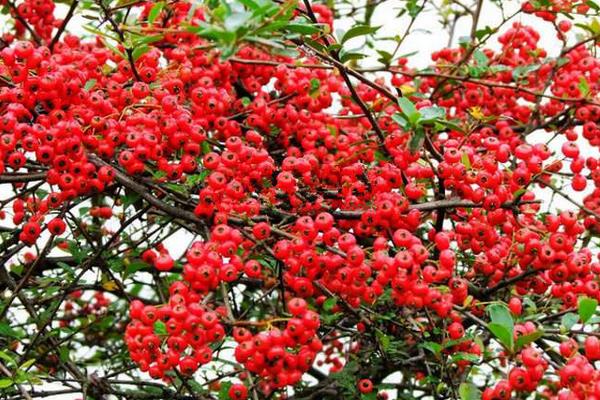 火棘盆景市場價格多少錢一盆 火棘常見的品種