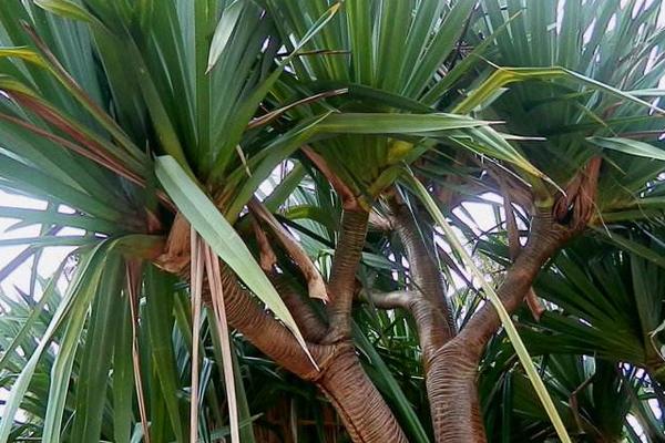 龍血樹圖片大全 龍血樹花語及寓意