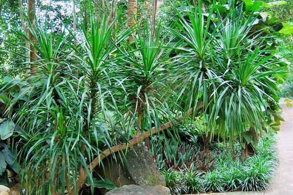 龍血樹的繁殖方法（扦插） 龍血樹移盆種植要注意什么