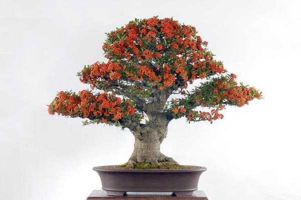 火棘盆景市場價格多少錢一盆 火棘常見的品種