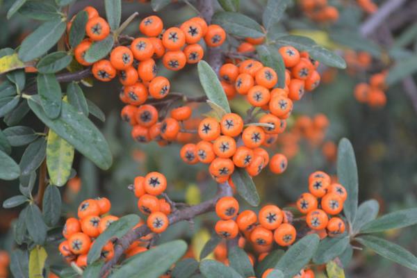 火棘盆景市場價格多少錢一盆 火棘常見的品種