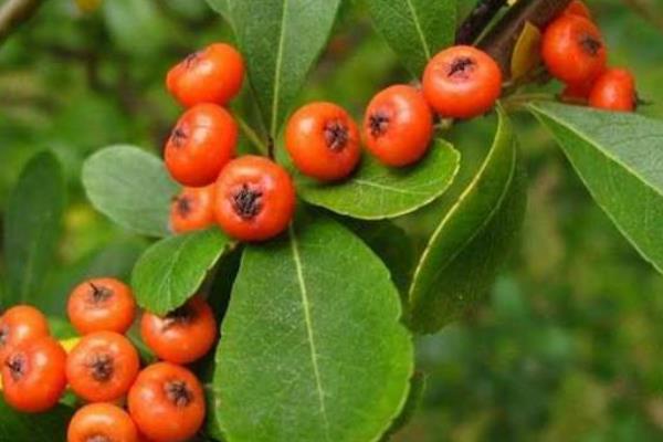 火棘盆景市場價格多少錢一盆 火棘常見的品種