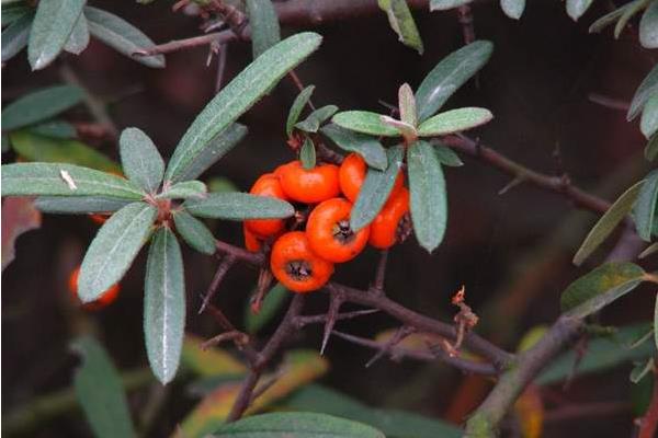 火棘盆景市場價格多少錢一盆 火棘常見的品種