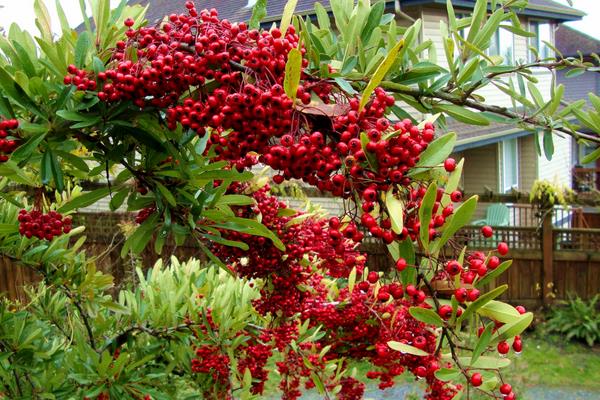 火棘盆景市場價格多少錢一盆 火棘常見的品種