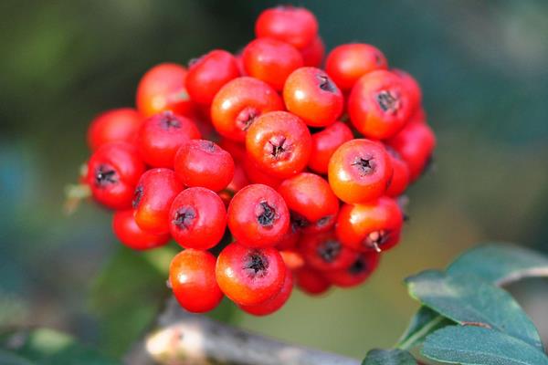 火棘盆景市場價格多少錢一盆 火棘常見的品種