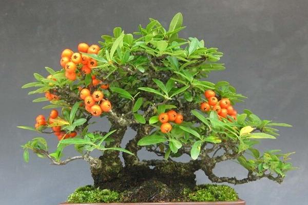 火棘盆景市場價格多少錢一盆 火棘常見的品種