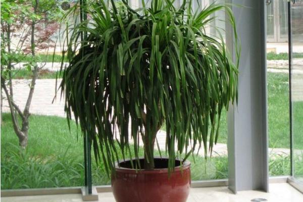 龍血樹吸甲醛嗎 龍血樹凈化空氣嗎
