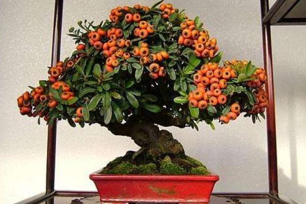 盆栽火棘怎么澆水（多久澆一次） 火棘換盆的方法