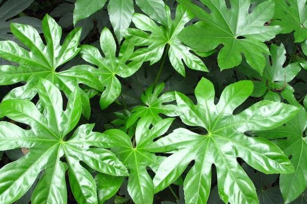 八角金盤有毒嗎 八角金盤能放在室內(nèi)臥室嗎