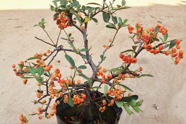 盆栽火棘怎么澆水（多久澆一次） 火棘換盆的方法