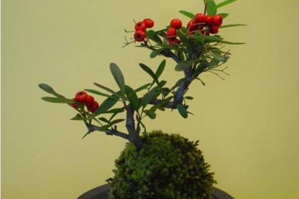 盆栽火棘怎么澆水（多久澆一次） 火棘換盆的方法