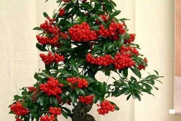 盆栽火棘怎么澆水（多久澆一次） 火棘換盆的方法