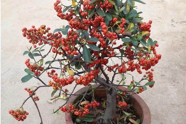 盆栽火棘怎么澆水（多久澆一次） 火棘換盆的方法