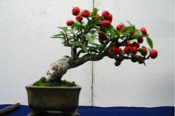 盆栽火棘怎么澆水（多久澆一次） 火棘換盆的方法