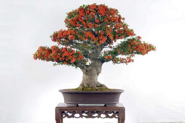 火棘盆景怎么養 火棘盆栽養殖方法與注意事項