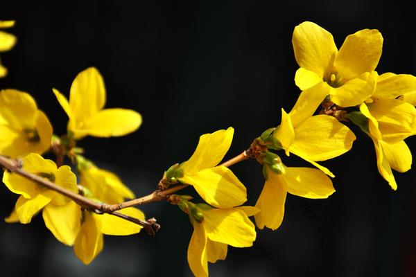 連翹和迎春花的區別是什么 連翹的品種