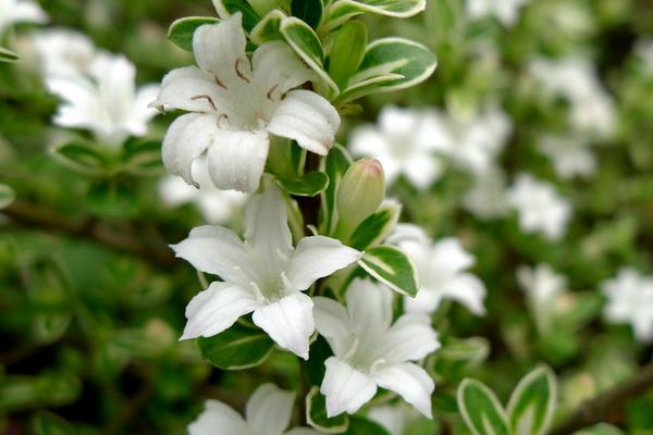 六月雪怎么養 六月雪養殖方法與注意事項