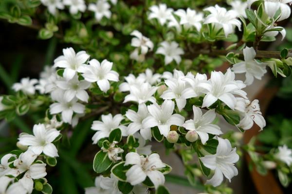 六月雪怎么養 六月雪養殖方法與注意事項