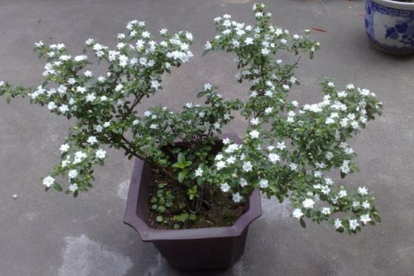 六月雪怎么養 六月雪養殖方法與注意事項