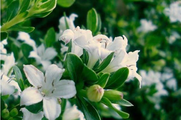 六月雪怎么養 六月雪養殖方法與注意事項