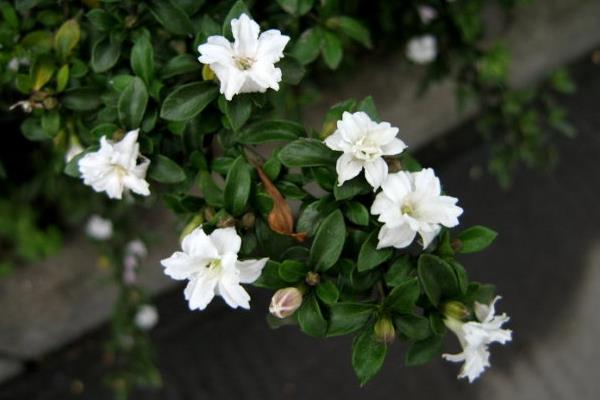 六月雪怎么養 六月雪養殖方法與注意事項