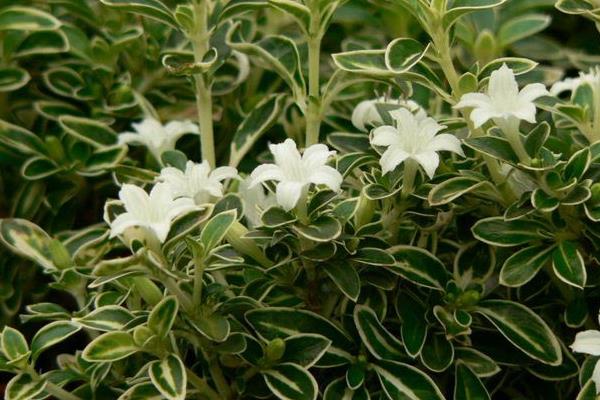 六月雪怎么養 六月雪養殖方法與注意事項