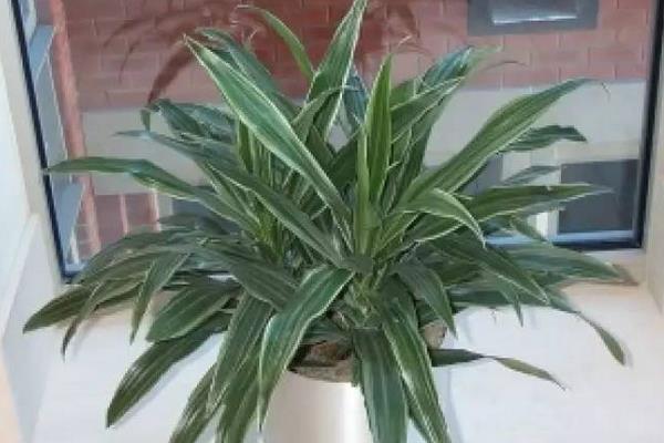 龍血樹有毒嗎 龍血樹能放在室內臥室嗎