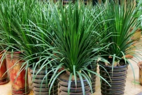 龍血樹怎么修剪枝葉 龍血樹樹葉發黃的原因及解決方法