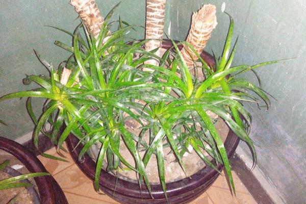 龍血樹怎么修剪枝葉 龍血樹樹葉發黃的原因及解決方法