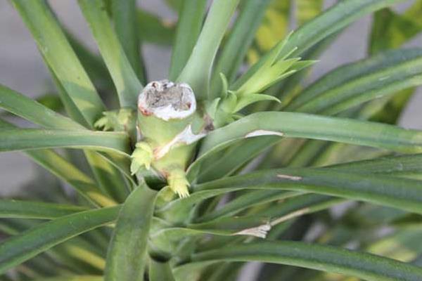 龍血樹怎么修剪枝葉 龍血樹樹葉發黃的原因及解決方法