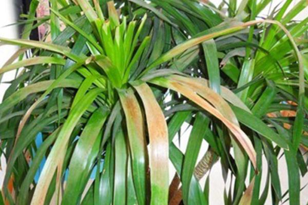 龍血樹怎么修剪枝葉 龍血樹樹葉發黃的原因及解決方法