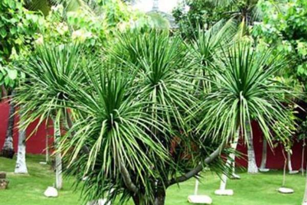 龍血樹怎么修剪枝葉 龍血樹樹葉發黃的原因及解決方法