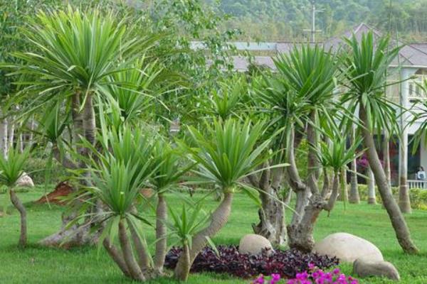 龍血樹怎么修剪枝葉 龍血樹樹葉發黃的原因及解決方法