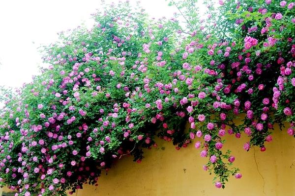 薔薇花怎么養 薔薇花養殖方法與注意事項