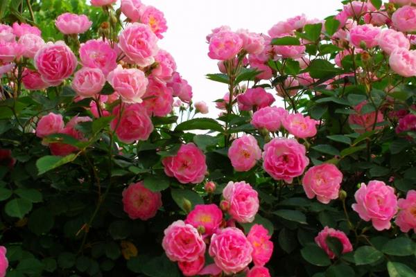 薔薇花怎么養 薔薇花養殖方法與注意事項