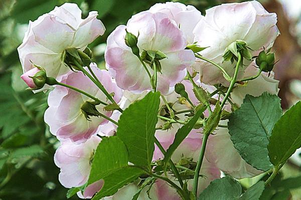 薔薇花怎么養 薔薇花養殖方法與注意事項