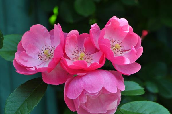 薔薇花怎么養 薔薇花養殖方法與注意事項