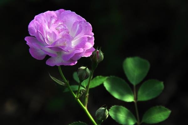 薔薇花怎么養 薔薇花養殖方法與注意事項